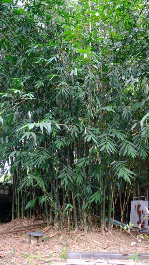 Vuon Nha Ngoai Garden Homestay Ho Si Minh-város Kültér fotó